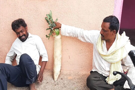 राक्षसी मुळा! महाराष्ट्रातल्या या शेतकऱ्यानं केलेला चमत्कार पहायला होते आहे गर्दी