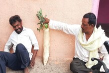 राक्षसी मुळा! महाराष्ट्रातल्या शेतकऱ्यानं केलेला चमत्कार पहायला होते आहे गर्दी राक्षसी मुळा! महाराष्ट्रातल्या शेतकऱ्यानं केलेला चमत्कार पहायला होते आहे गर्दी