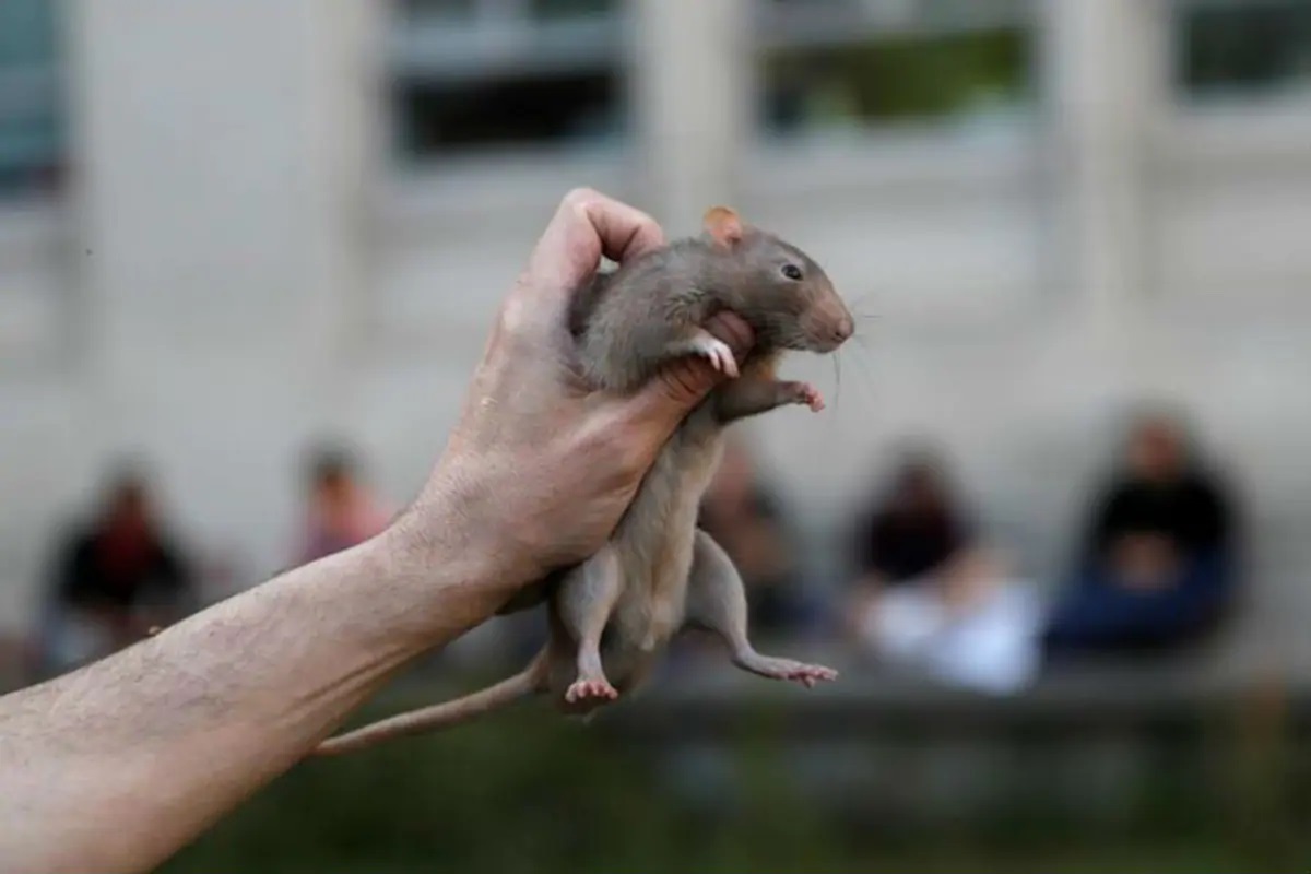 Explained: ऑस्ट्रेलियात एकाएकी वाढतेय उंदरांची दहशत, लाखोंच्या नुकसानाबरोबरच पँडेमिकची भीती