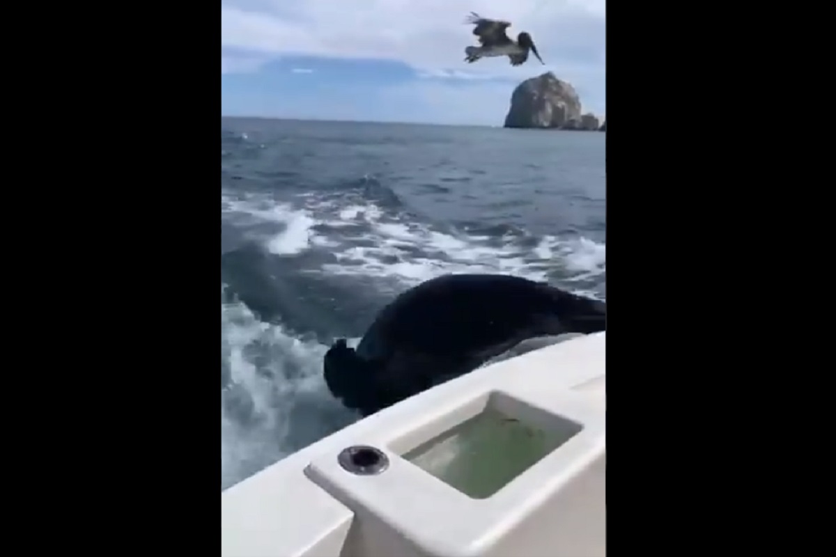 बोटीतून पक्ष्याला देत होता खाणं; समुद्रातून आला भलामोठा मासा आणि... धडकी भरवणारा VIDEO