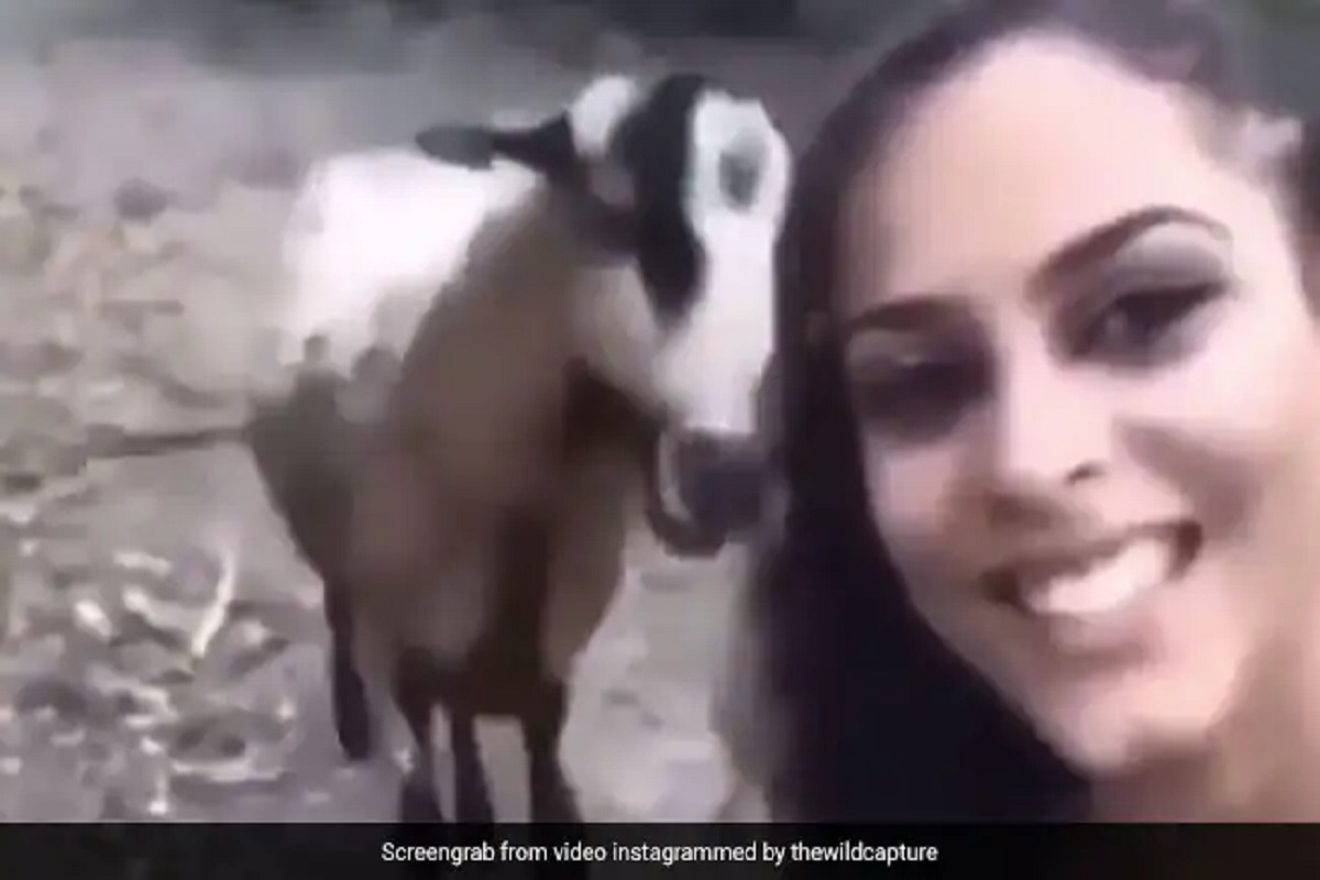 तिला होती शेळीबरोबर सेल्फी घेण्याची हौस, शेळीने रागात येत केलं असं काही की व्हायरल झाला VIDEO