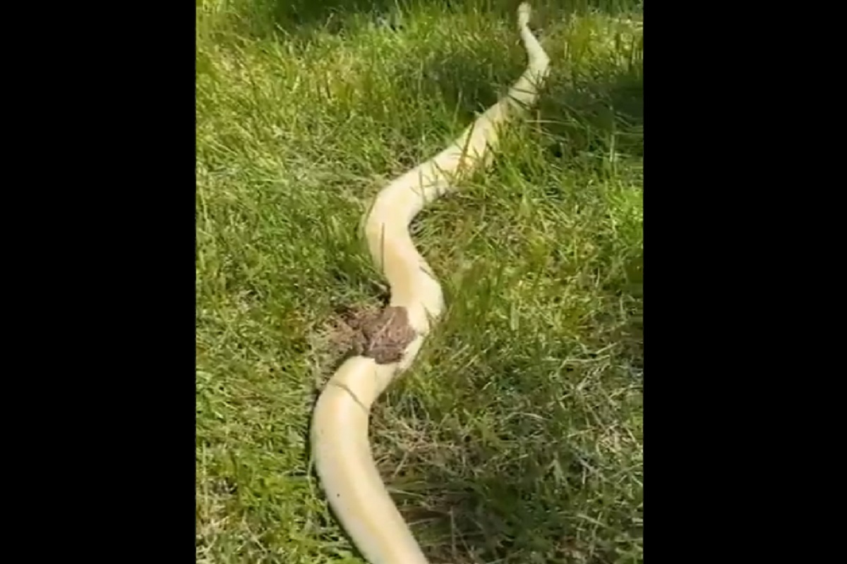 OMG! छोट्याशा बेडकाची हिंमत तर पाहा; चक्क महाकाय सापावरच करतोय राइड; VIDEO VIRAL