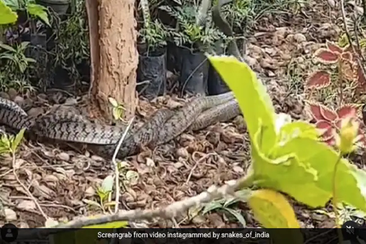 अरे बापरे! घराच्या बागेतच सापांमध्ये जुंपलं तुंबळ युद्ध, VIDEO पाहून अंगावर येतील शहारे