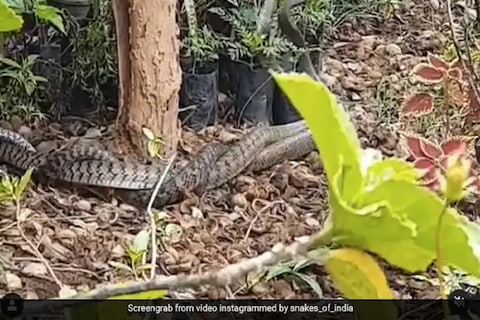 Snake Fight VIDEO: सोशल मीडियावर सध्या व्हायरल झालेला हा सापांचा व्हिडिओ कमालीचा थरारक आहे.