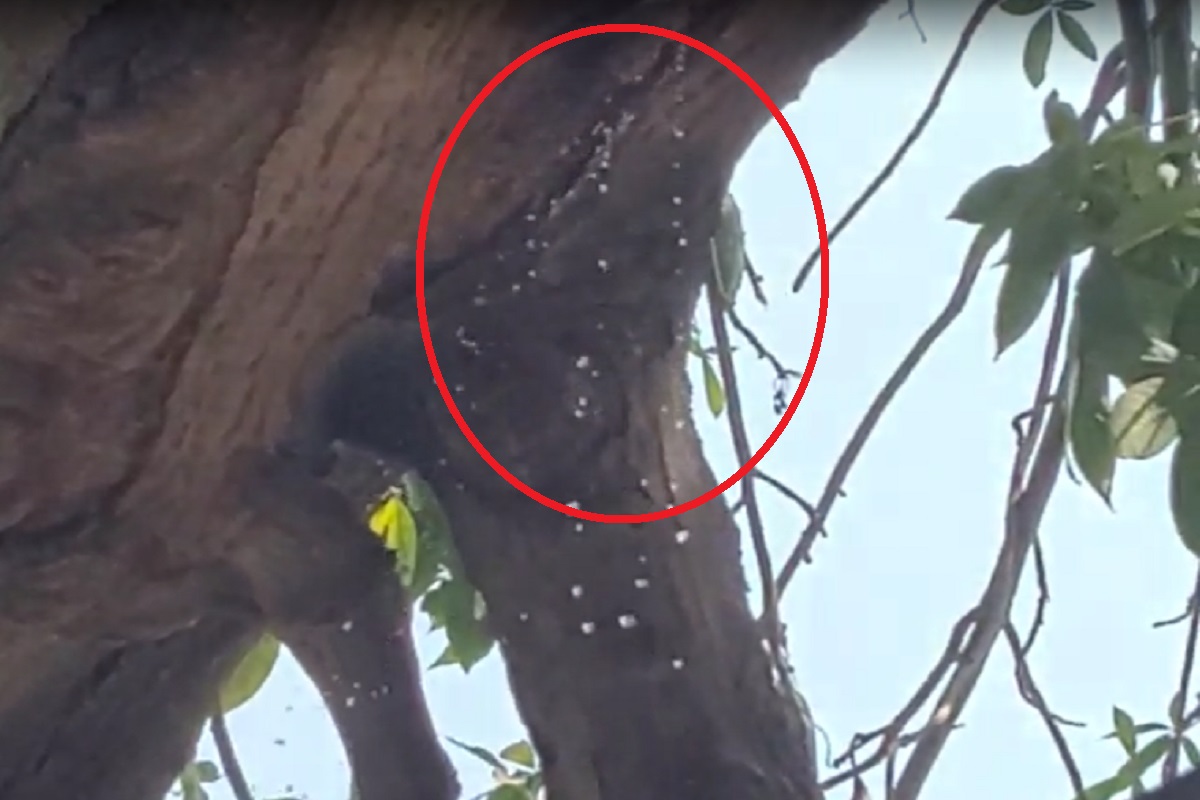 झाडातून घळाघळा वाहतंय पाणी, झाड रडत असल्याची गावकऱ्यांची भावना; पाहा VIDEO