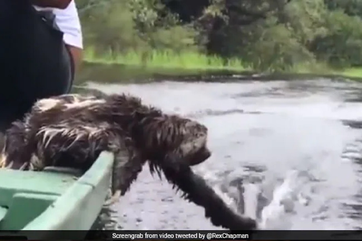 या विचित्र प्राण्यानं माणसांसोबत लुटला वॉटर सफारीचा आनंद, VIDEO झाला तुफान व्हायरल