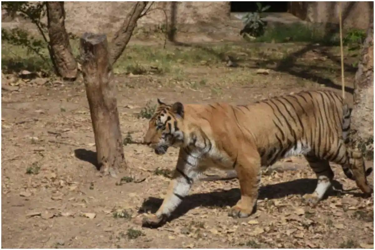 Yavatmal : वाघाच्या हल्ल्यात तीन शेतकरी गंभीर जखमी; गावकऱ्यांमध्ये दहशतीचं वातावरण