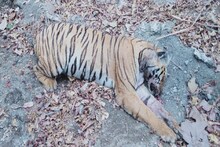 टायगर कॅपिटलमध्ये एकाच दिवसात सापडले 3 वाघांचे मृतदेह, विदर्भात वन्यजीवन धोक्यात