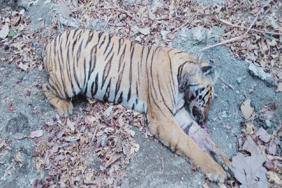 Tiger कॅपिटलमध्ये एकाच दिवसात सापडले 3 वाघांचे मृतदेह, विदर्भात वन्यजीवन धोक्यात