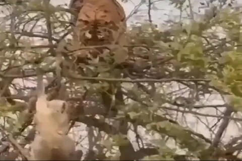 माकडाची (Monkey) शिकार करायला गेलेल्या वाघाची (Tiger) चांगलीच फजिती झाली.