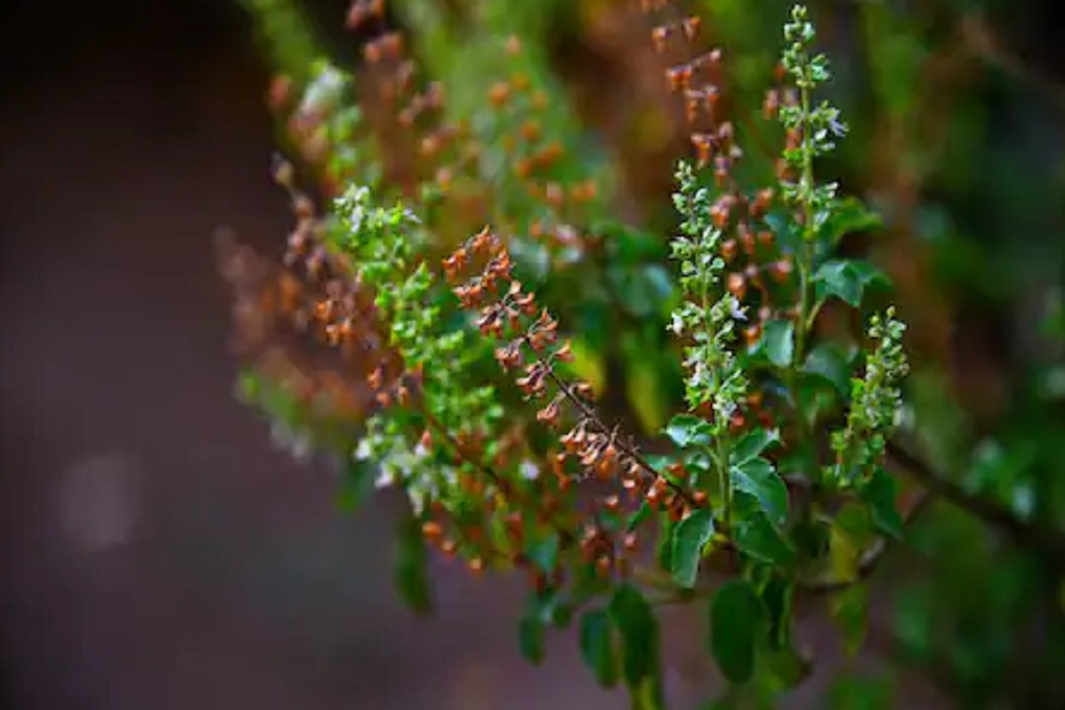 सगळ्यांच्या घरी तुळस लावलेली असते. तुळशीमध्ये औषधी गुणधर्म आहेत. तुळशीची पानं खाल्ल्यामुळे डायबेटीज, कॅन्सर, रेस्पिरेटरी डिसॉर्डर, क्रॉनिक फिव्हर यामध्ये फायदा होतो.