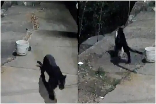 VIRAL VIDEO: बघिराने केली कुत्र्याची शिकार; ब्लॅक पँथरचा थरार CCTV मध्ये कैद