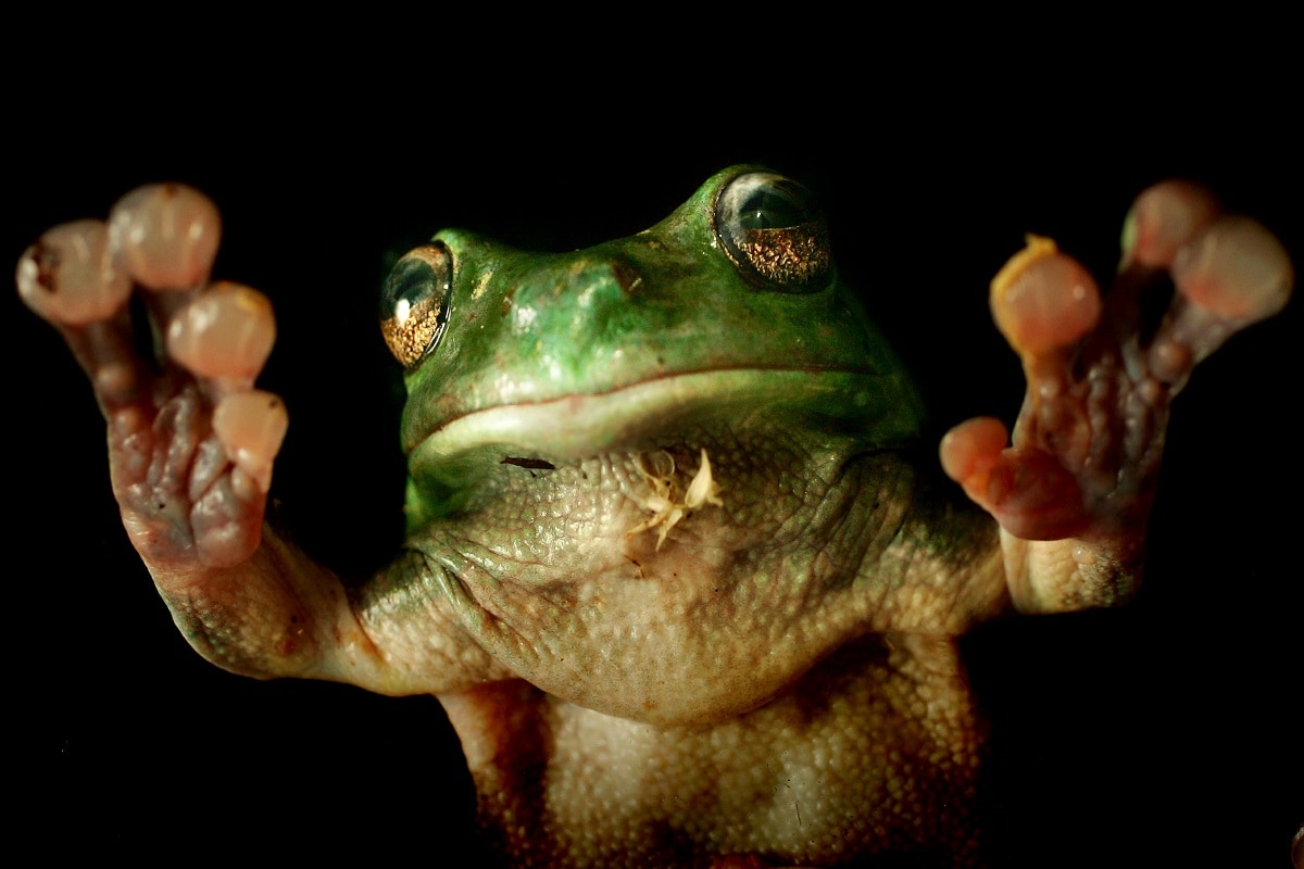 बेडकांना प्रजननस्थळी पोहोचता यावे यासाठी 'या' देशात रात्री करतात वाहतूक बंद