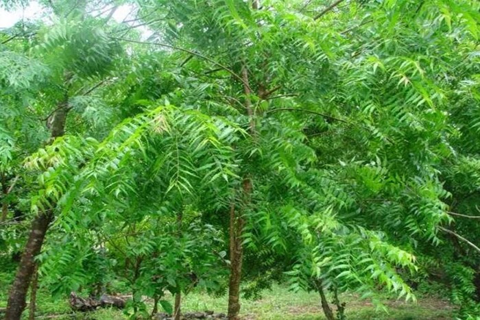 कडुलिंब - कडुलिंबांचं झाडं अनेक औषधी गुणांनीयुक्त आहे. हे झाडं पर्यावरण स्वच्छ ठेवण्यास मदत करतं. हे एकप्रकारे नॅचरल प्यूरिफायरच आहे. वातावरणातील अशुद्धी साफ करुन हवेत ऑक्सिजनचं प्रमाण वाढवण्याचं काम हे झाड करतं. कडुलिंबांचं झाड लावल्याने आसपासच्या हवेतील बॅक्टेरिया नष्ट होतात, असं जाणकारांचं म्हणणं आहे. 
