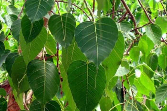 कोरड्या खोकल्याचा त्रास होत असेल तर, पिंपळाच्या गाठीचा उपयोगी येईल. पिंपळाची गाठ बारीक करून त्यात 1 चमचा मध घालून नियमित घ्यावी. यामुळे कोरड्या खोकल्यात आराम मिळेल.