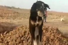 विकृतीचा कळस! नागपुरात सोशल मीडियावर व्हिडिओ टाकण्याासाठी कुत्र्याचा छळ