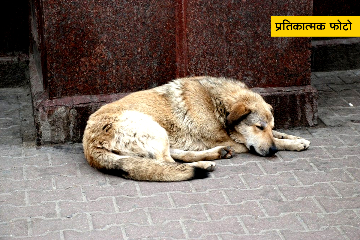 पुण्यात धक्कादायक प्रकार, विकृतीचा कळस! 65 वर्षीय वॉचमनने भटक्या कुत्रीबरोबर केलं अनैसर्गिक कृत्य