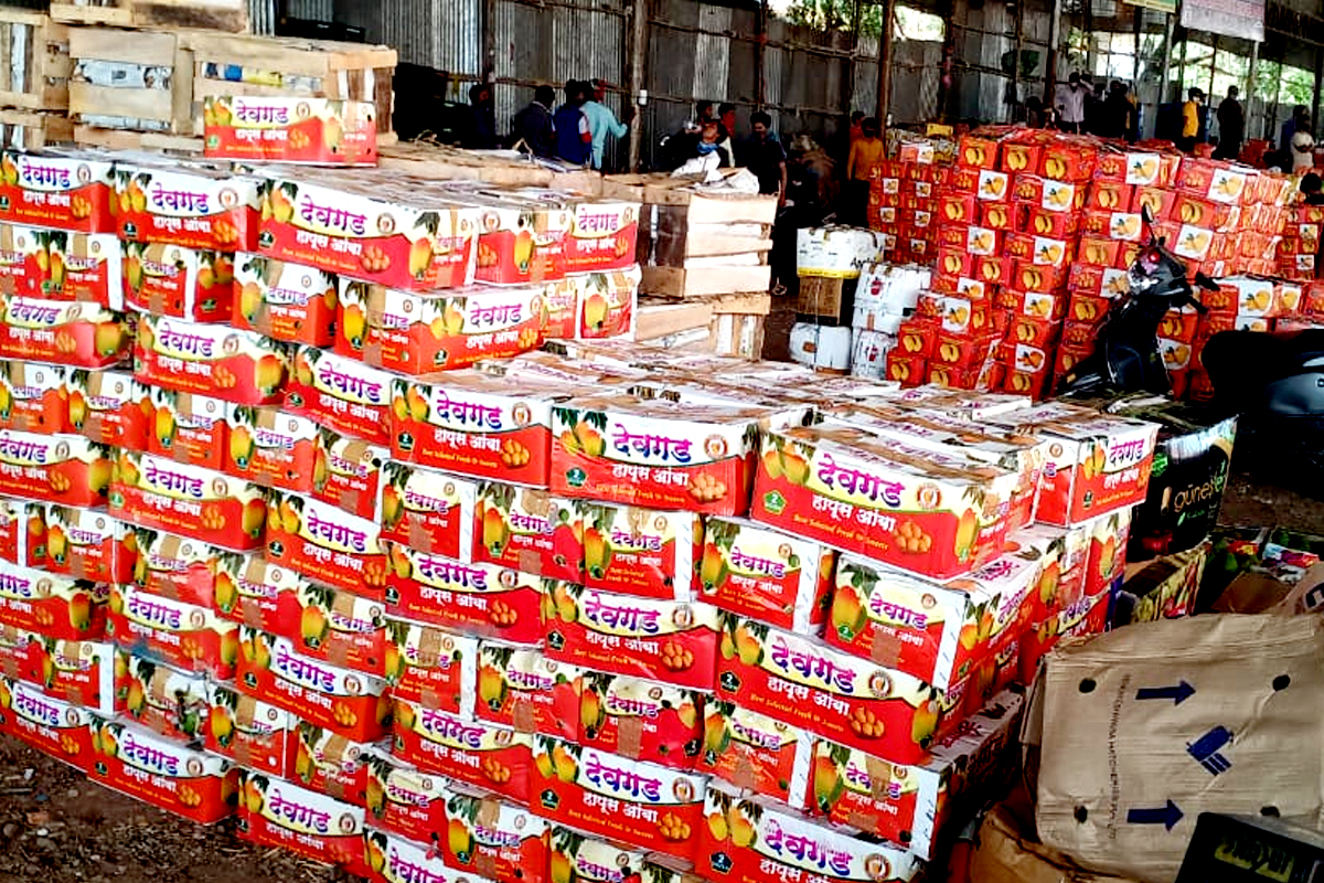 'हापूस' खरेदी करताय मग एकदा हे वाचाच, देवगडच्या नावाने विकला जातोय कर्नाटकी आंबा