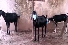 कोरोनामुळे जनावरांनाही घातला जातोय मास्क, दावणीला बांधताना Social Distancing कोरोनामुळे जनावरांनाही घातला जातोय मास्क, दावणीला बांधताना Social Distancing
