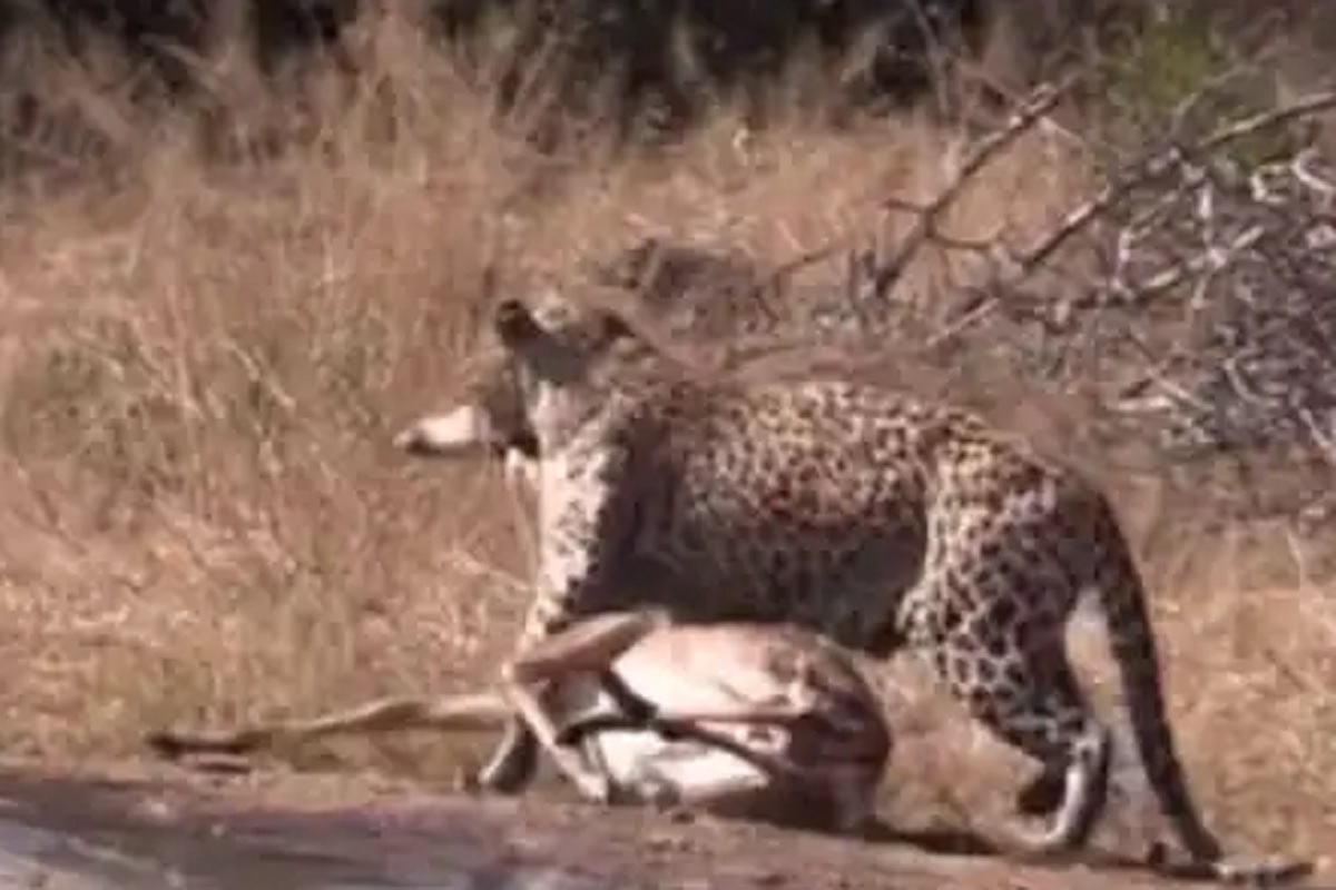 हरण तावडीत सापडलं पण शिकार न करता बिबट्यानेच ठोकली धूम; नेमकं काय घडलं पाहा VIDEO