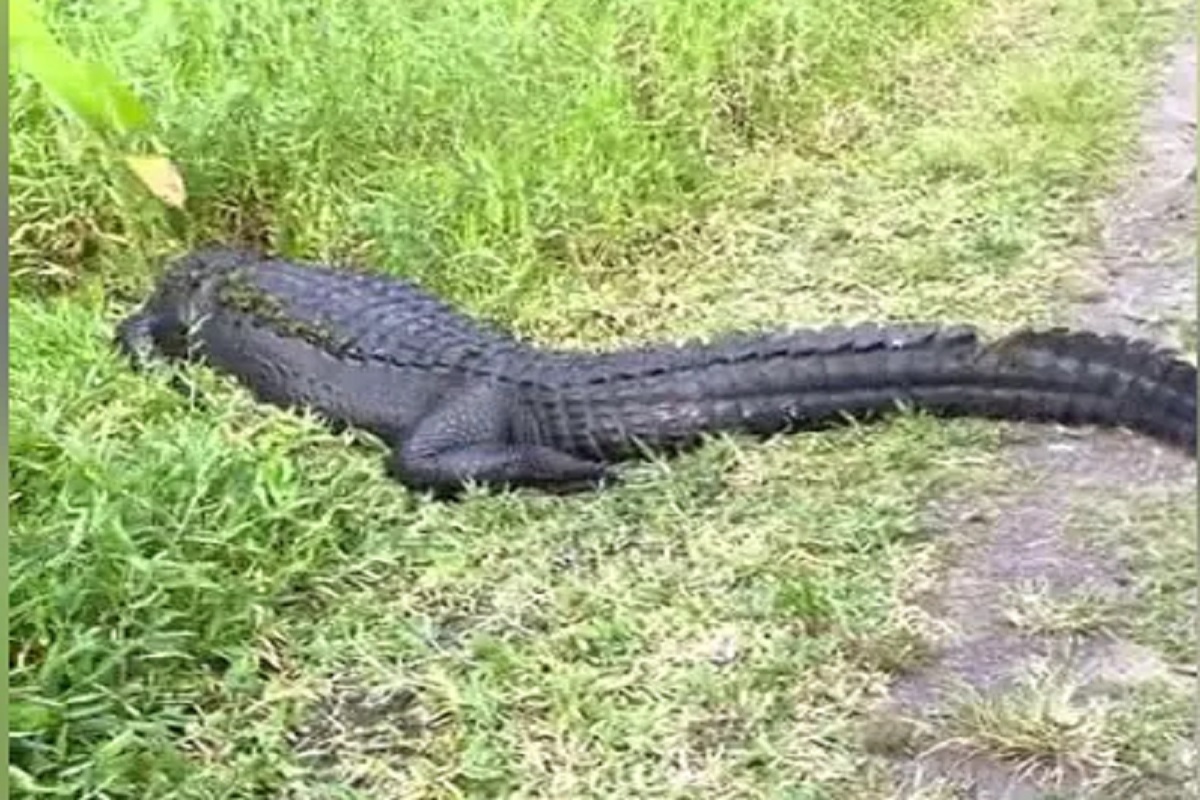 अरे बापरे! एक शेजारी, एक समोर; मगरींनी अडवला महिलेचा रस्ता अडवला आणि... पुढे काय घडलं पाहा VIDEO