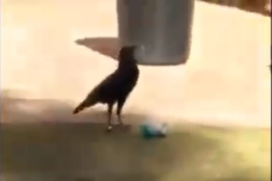माणसालाही लाजवेल असं काम; हुश्शार कावळ्याचा VIDEO VIRAL