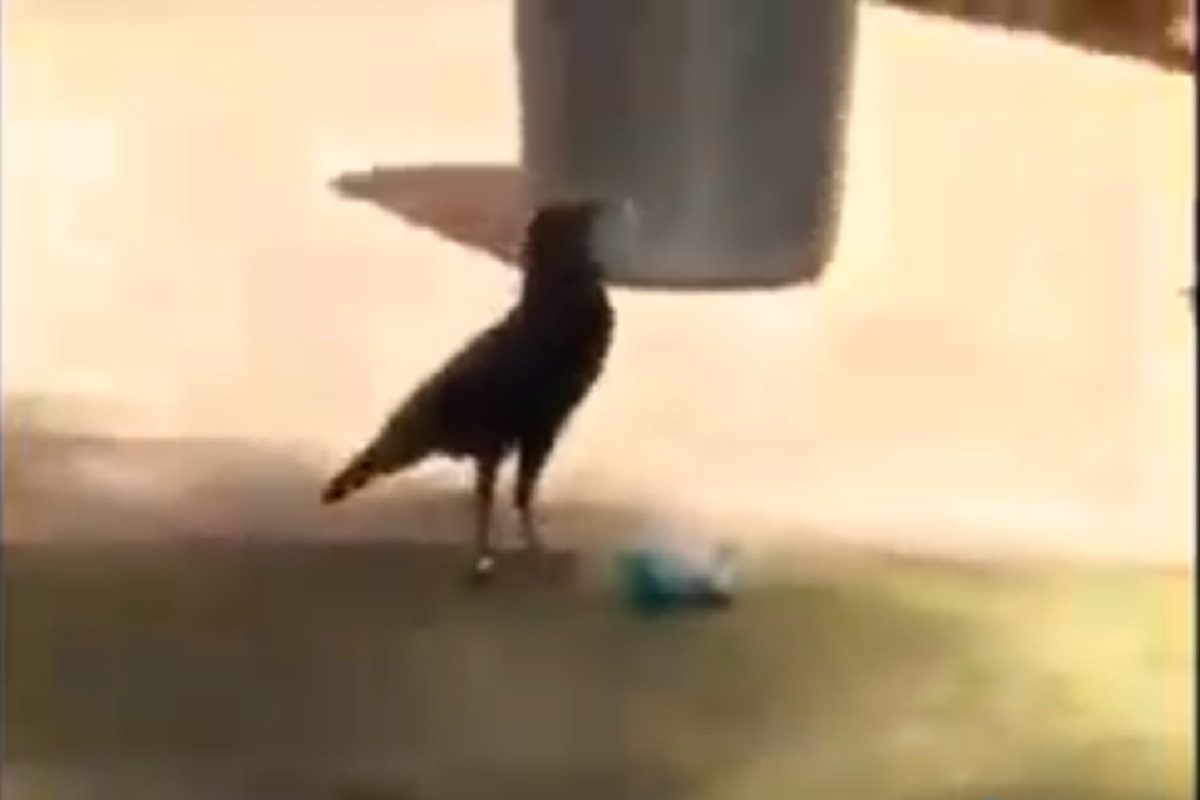 माणसालाही लाजवेल असं काम; हुश्शार कावळ्याचा VIDEO VIRAL