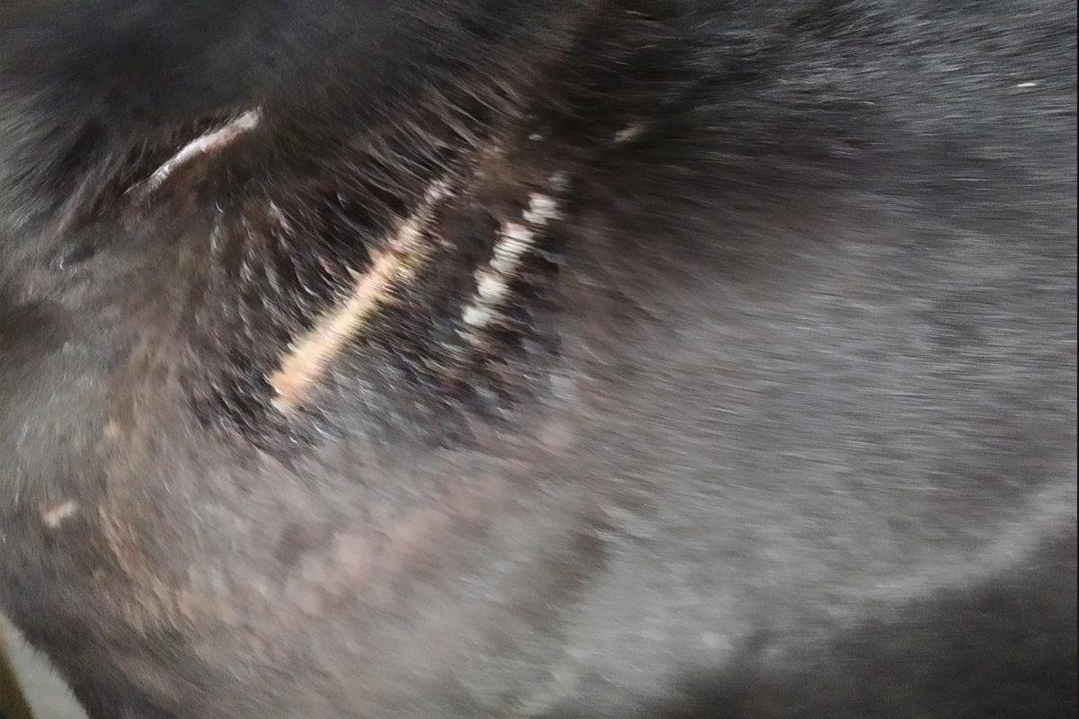 विकृतीपणाचा कळस, नशेबाज तरुणाने कुत्र्यावर ब्लेडने केले सपासप 12 वार, LIVE VIDEO