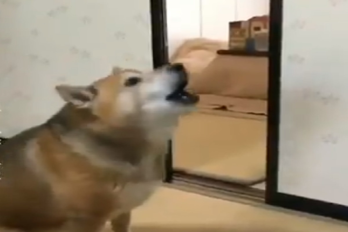 आता माझी सटकली! रिकामं भांडं पाहून भडकला भुकेला कुत्रा; मालकासमोर गेला आणि... VIDEO VIRAL