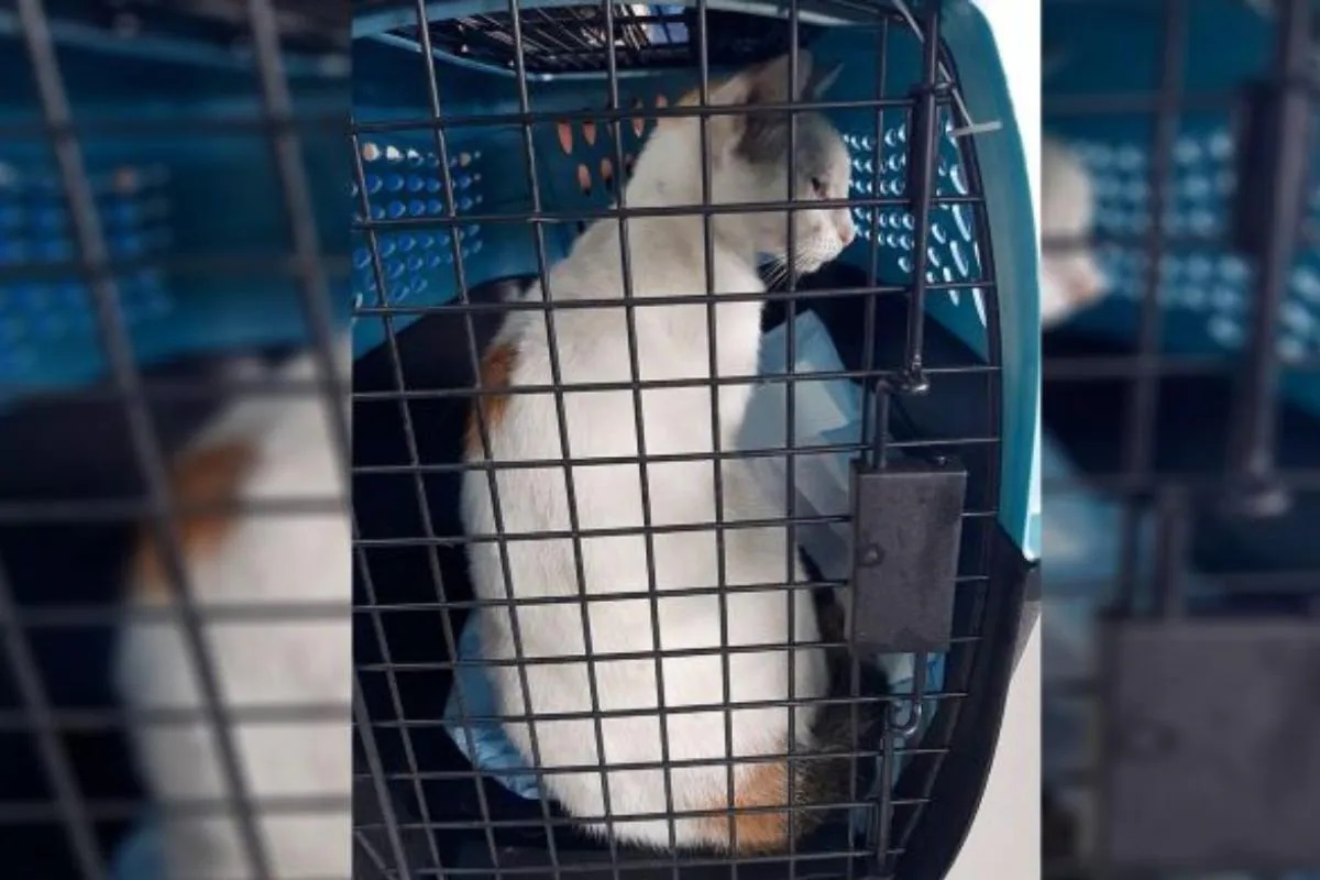 कैद्यांना मांजर पुरवणार होतं Drugs, तुरुंगातील अंमली पदार्थ तस्करीचा पर्दाफाश