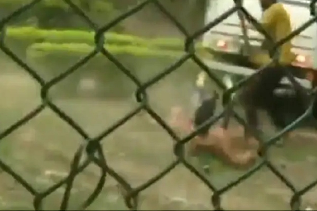 तरुणाचा पाय तोंडात धरला आणि...; बिबट्याने केलेल्या भयंकर हल्ल्याचा VIDEO VIRAL