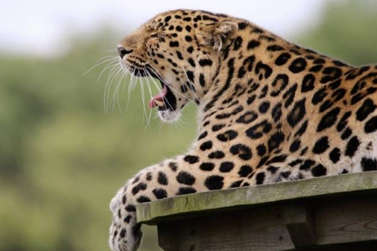 'बिबट्या आला रे...', पुण्यात गहुंजे स्टेडिअम परिसरात ती अफवाच!