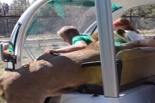 अरे बापरे! जंगल सफारी करताना चक्क गाडीतच घुसला सिंह आणि... Shocking Video Viral