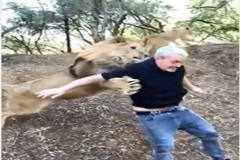 सिंहापासून (man running away from lion) दूर पळणारी ही व्यक्ती अखेर सिंहाच्या तावडीत सापडते.