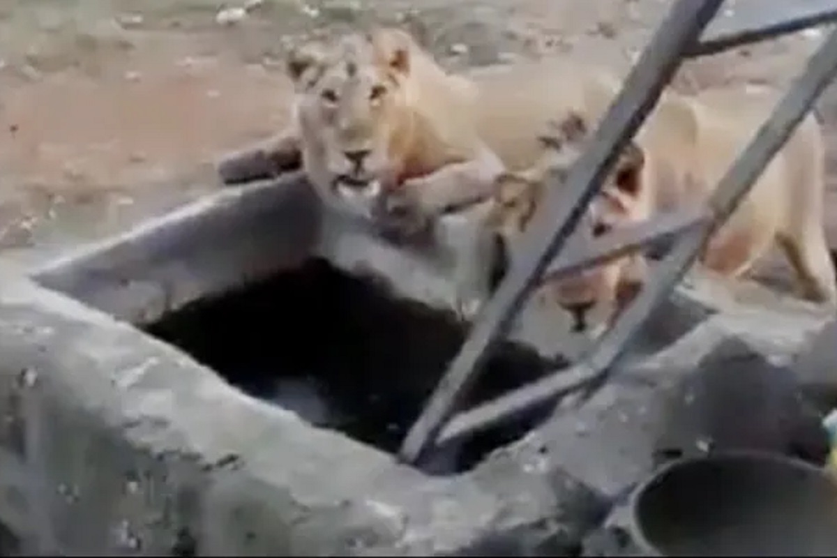 दरवाजा उघडला आणि समोर 2 सिंह; माणसाला पाहताच त्यांनी... थरकाप उडवणारा VIDEO