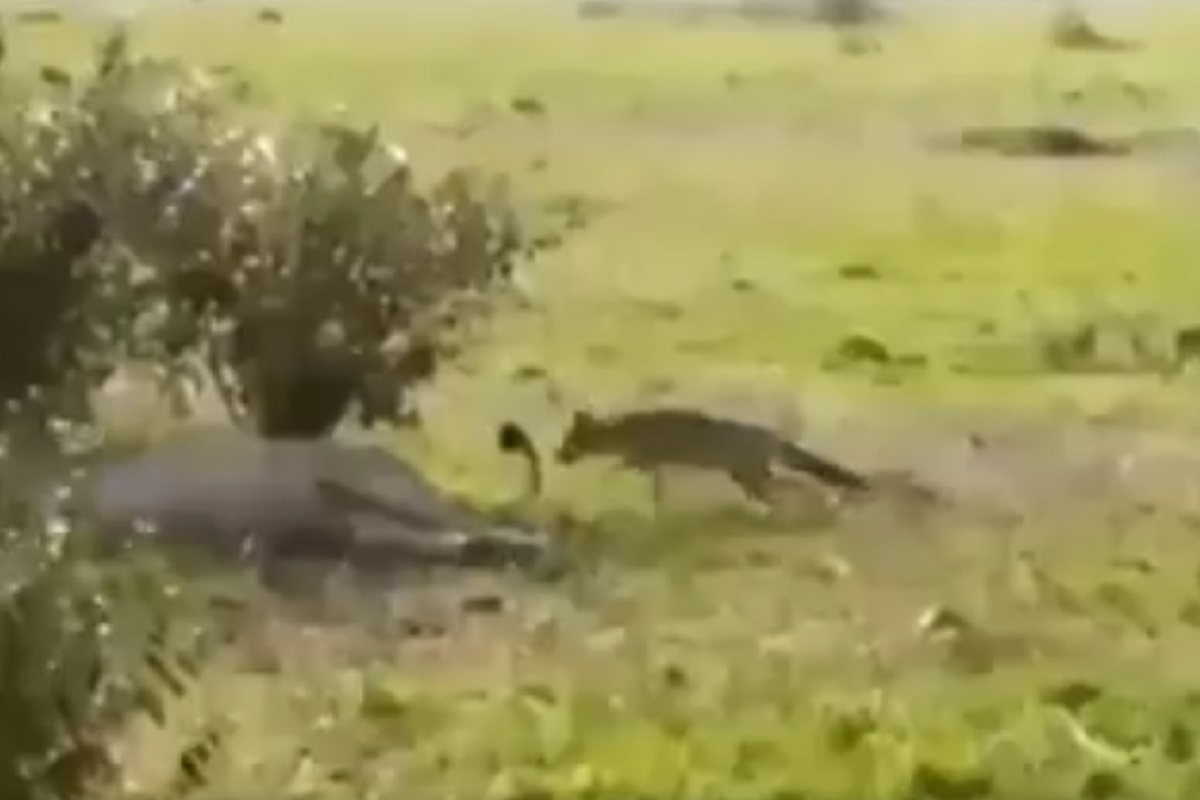 VIDEO - अरे बापरे! लांडग्याने घेतला जंगलाच्या राजाशी पंगा; सिंहाची शेपटी खेचली आणि...