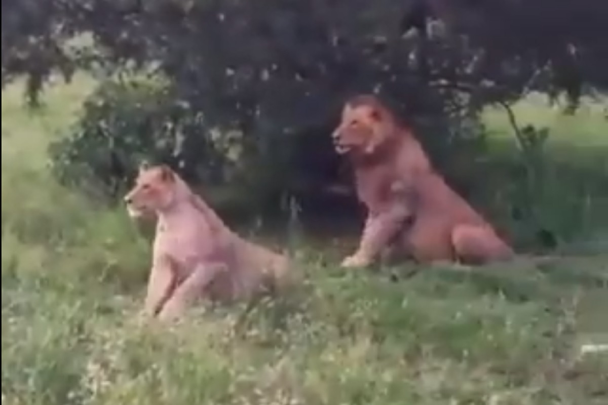 VIDEO - जंगलात असं काही घडलं की जंगलाच्या राजाचीही झोप उडाली; पाहताच भरली धडकी