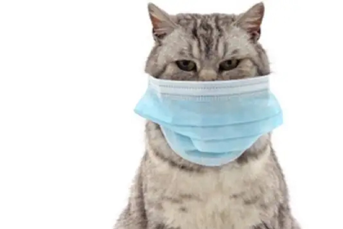 Pets ना सांभाळा! महासाथीच्या काळात माणसांमुळे मांजरीलाही झाला कोरोनाचा संसर्ग; संशोधनातून झालं स्पष्ट