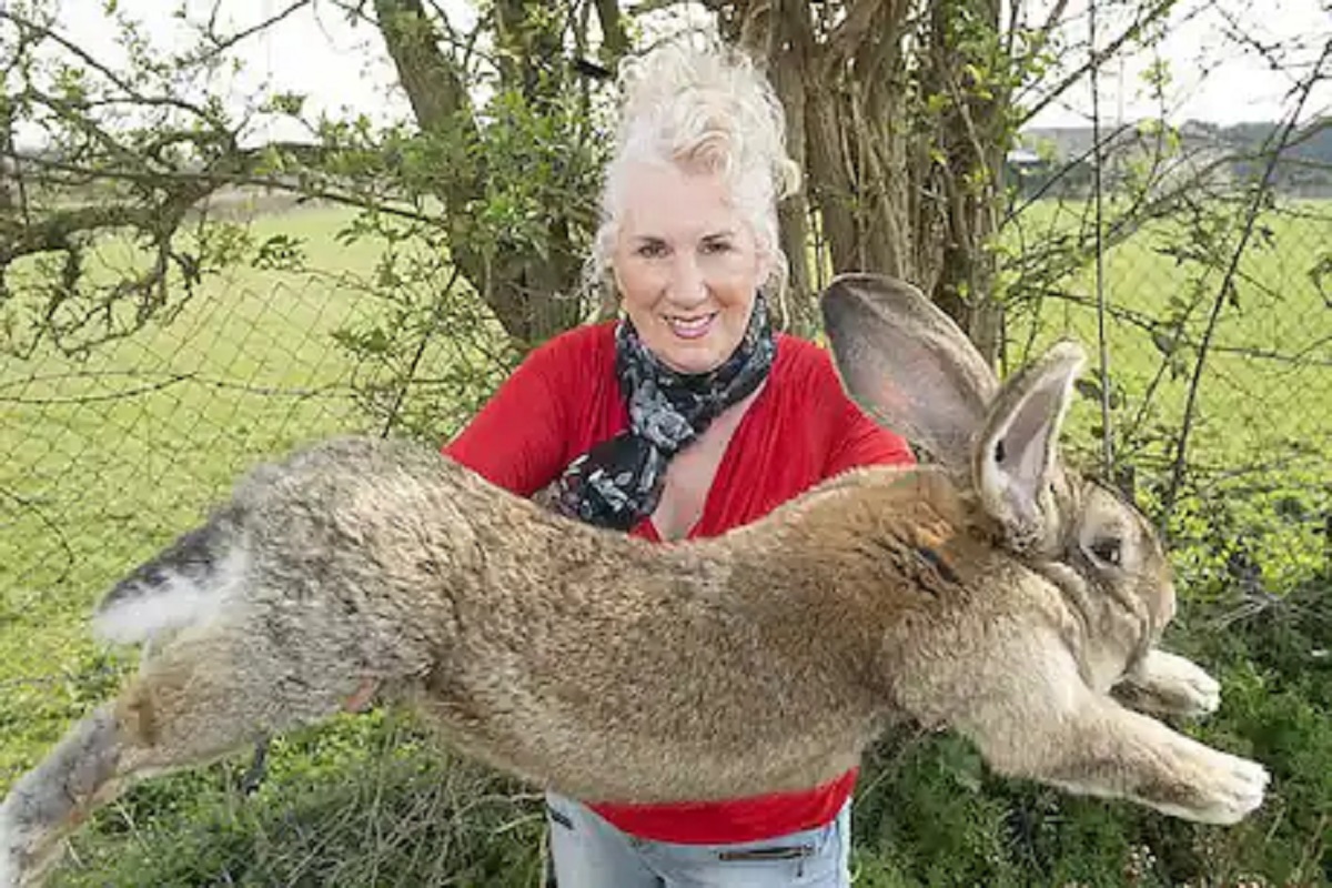 जगातील सर्वात मोठा Rabbit चोरीला; शोधून देणाऱ्याला मिळणार तब्बल 1 लाख