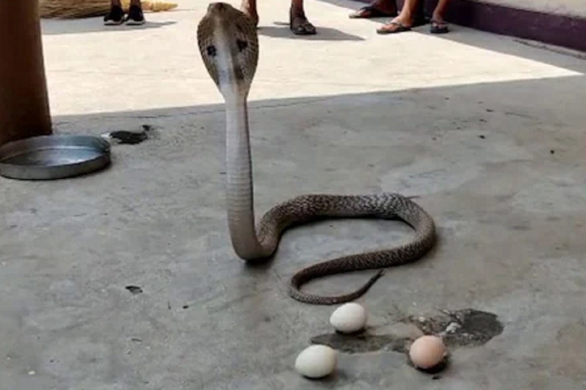 घरात घुसून कोब्राने मारला कोंबडी आणि अंड्यांवर ताव; पुढे काय झालं ते तुम्हीच पाहा VIDEO