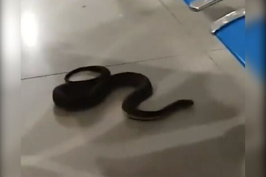 बाप रे! सकाळी उठून टॉयलेटमध्ये गेला; फणा काढून बसला होता काळा कोब्रा