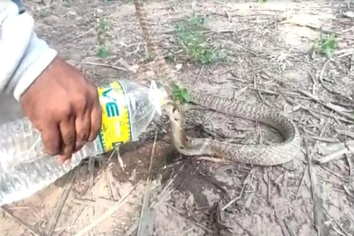 Amazing! घरात शिरलेल्या सापाची तहान भागवली, सर्पमित्राने पाजलं पाणी