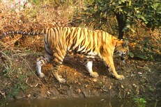 गुहेजवळ लावली आग, बाहेर येताच भाल्याने वार करून ठार मारले वाघीणीला!