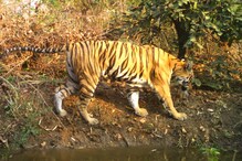 गुहेजवळ लावली आग, बाहेर येताच भाल्याने वार करून ठार मारले वाघीणीला! गुहेजवळ लावली आग, बाहेर येताच भाल्याने वार करून ठार मारले वाघीणीला!