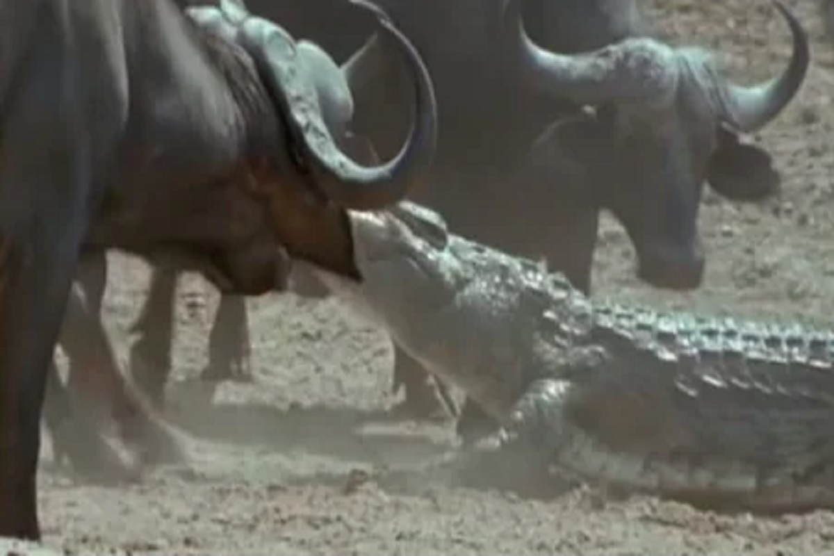 तलावात पाणी पिण्यासाठी आलेल्या म्हशीवर मगरीचा हल्ला; पुढे जे झालं....पाहा VIDEO