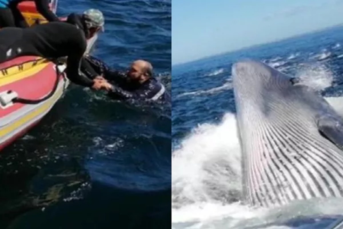 Shocking! बोटीतून समुद्रात पडला तो थेट Whale च्या जबड्याजवळ; पुढे जे घडलं ते VIDEO पाहूनच हादराल