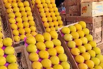 कसा ओळखाल चांगला आंबा? जाणून घ्या काही सोप्या ट्रिक्स