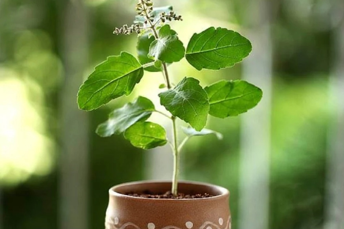 तुळशीची पानं चावून खात असाल तर आताच थांबवा नाहीतर होतील हे दुष्परिणाम