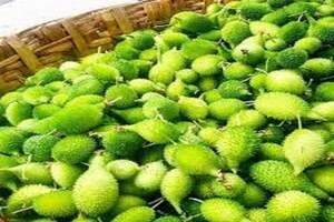 या गावरान भाजीने दूर राहील कॅन्सर; जाणून घ्या नेमकं नाव आणि उपयोग