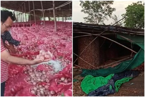 Onion damaged due to heavy rains in Nashik: नाशिकमध्ये झालेल्या जोरदार पावसामुळे शेतकऱ्यांचे मोठे नुकसान झाले आहे.